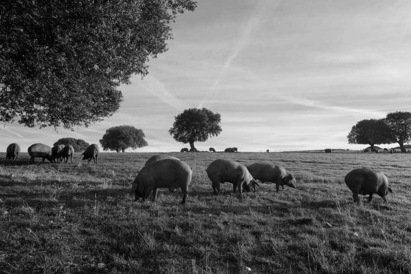 100% Ibérico Grill Cuts
